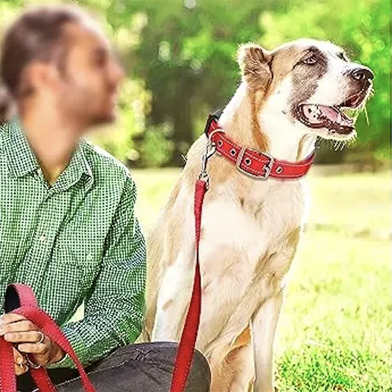 Collier pour chien ultra-résistant – Confortable et ajustable en néoprène et nylon, pour chiens de petite et grande taille 